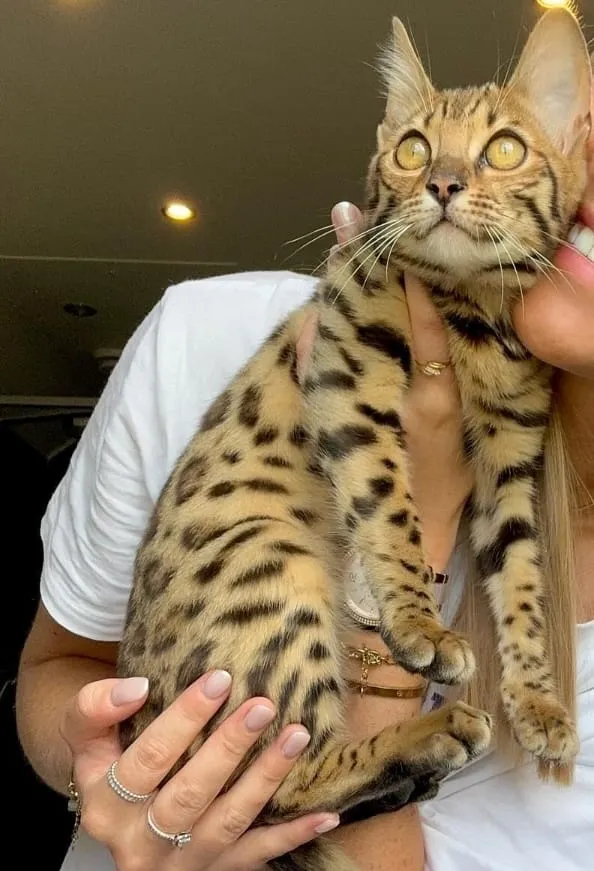Maya