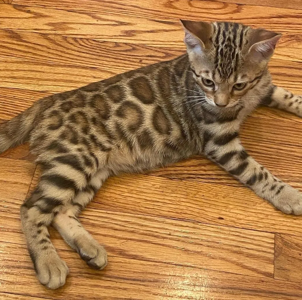 Zuri