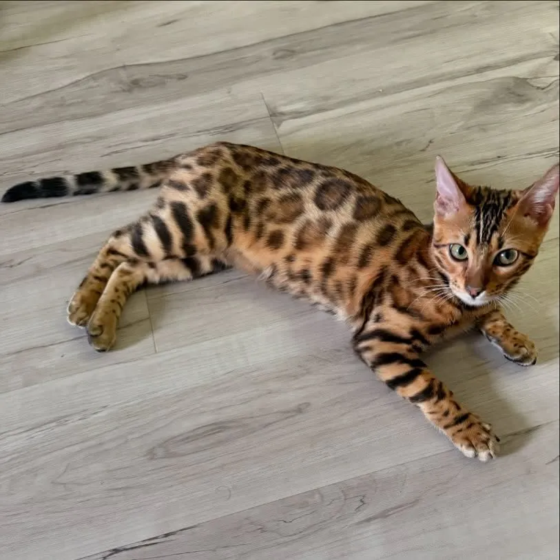Available Males
