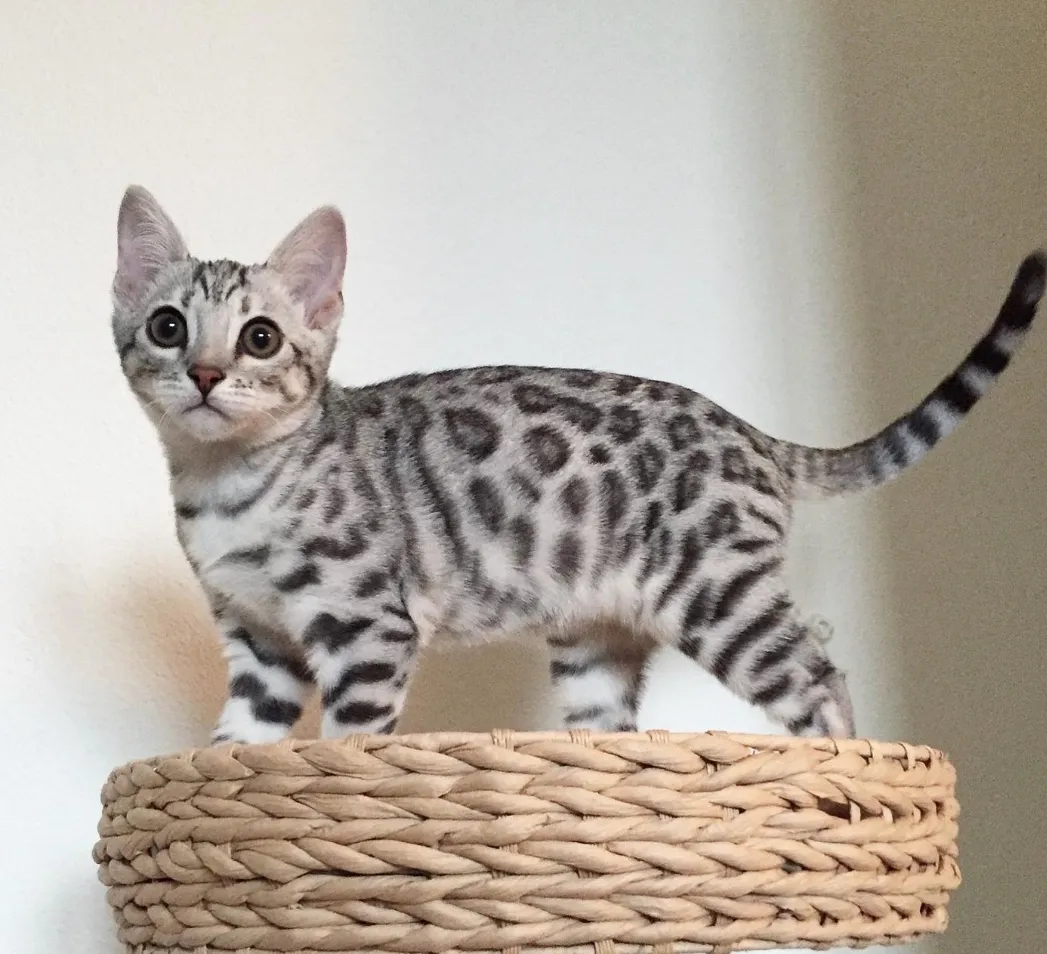 Lola