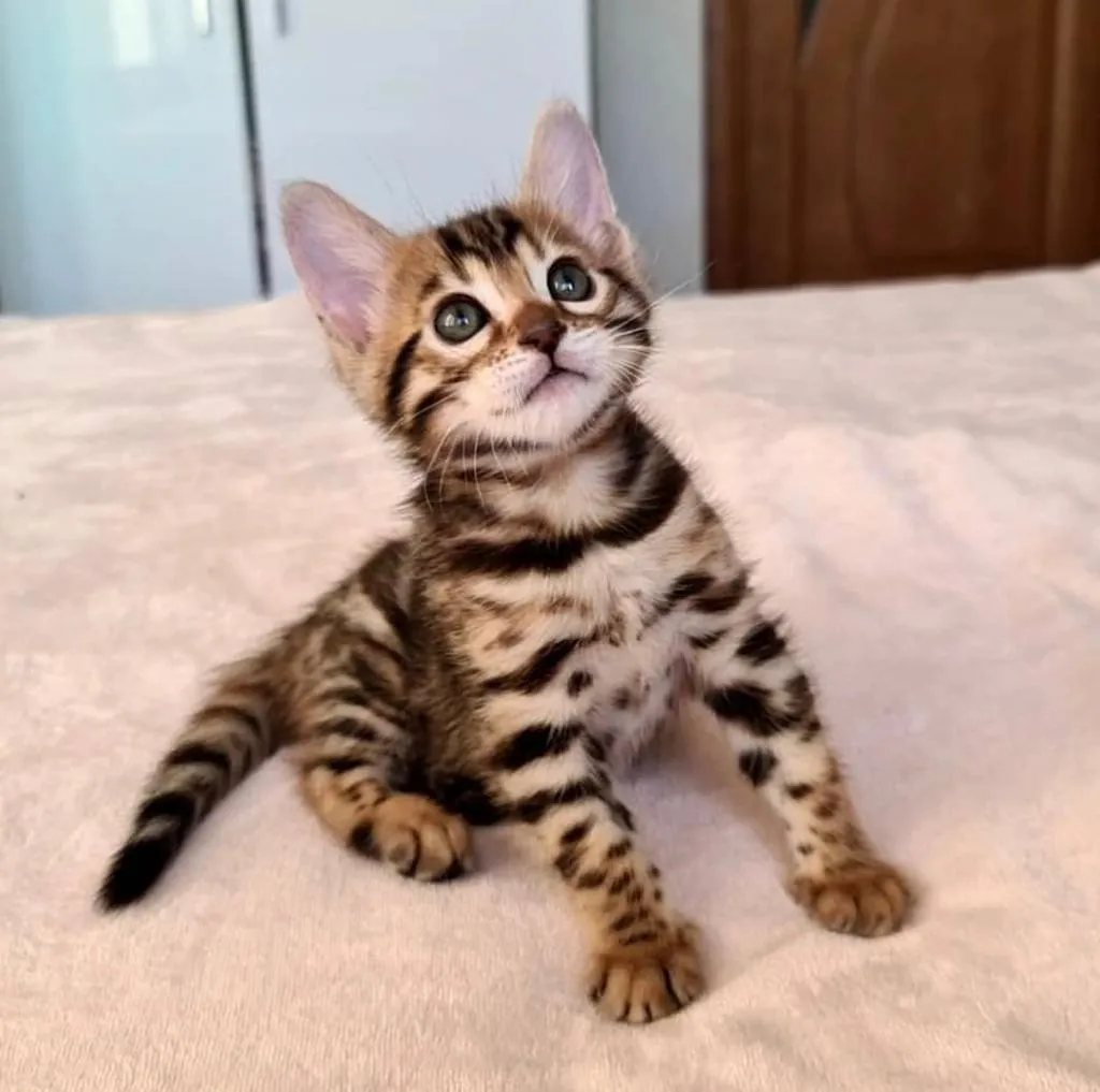 Percy