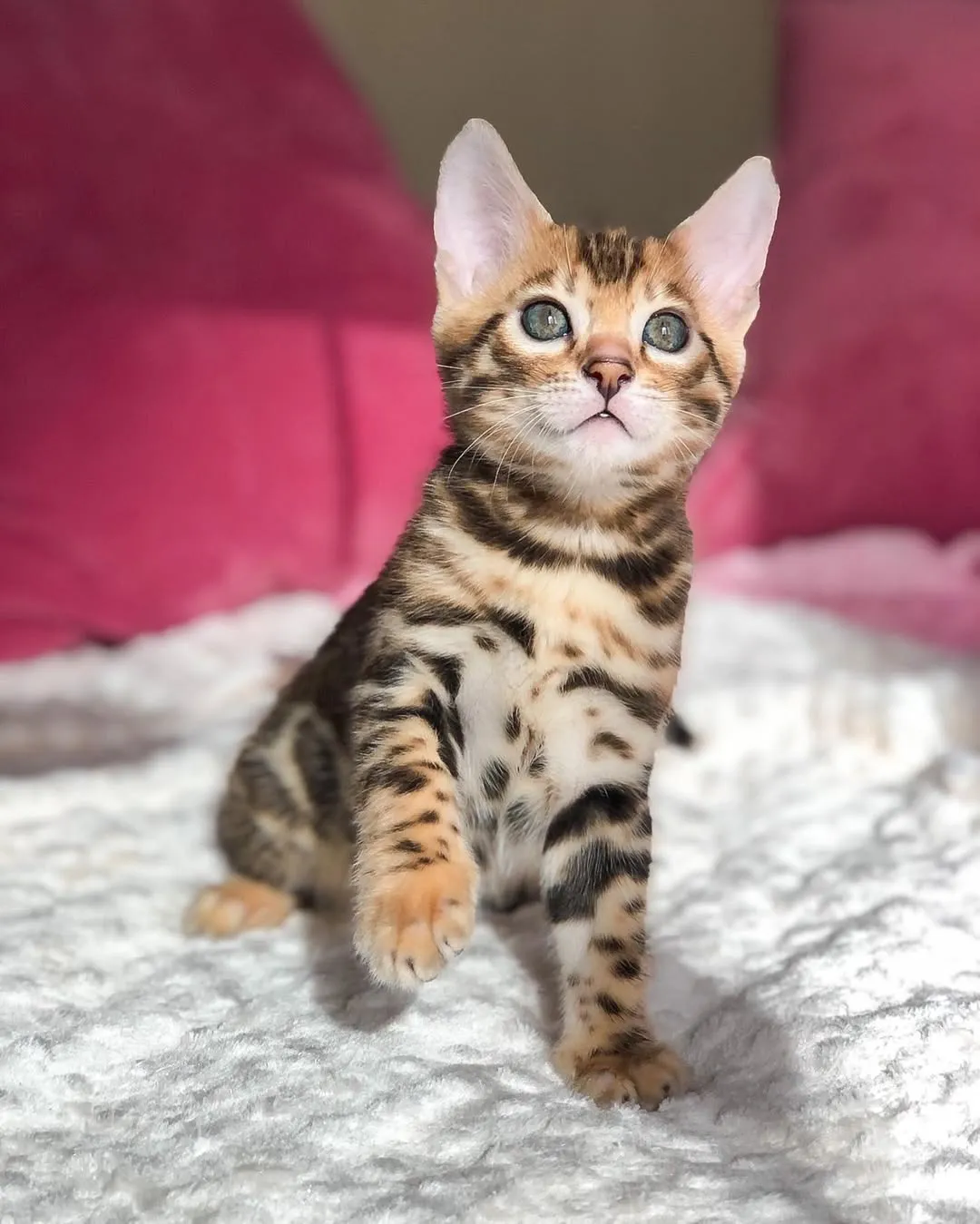 Sammy